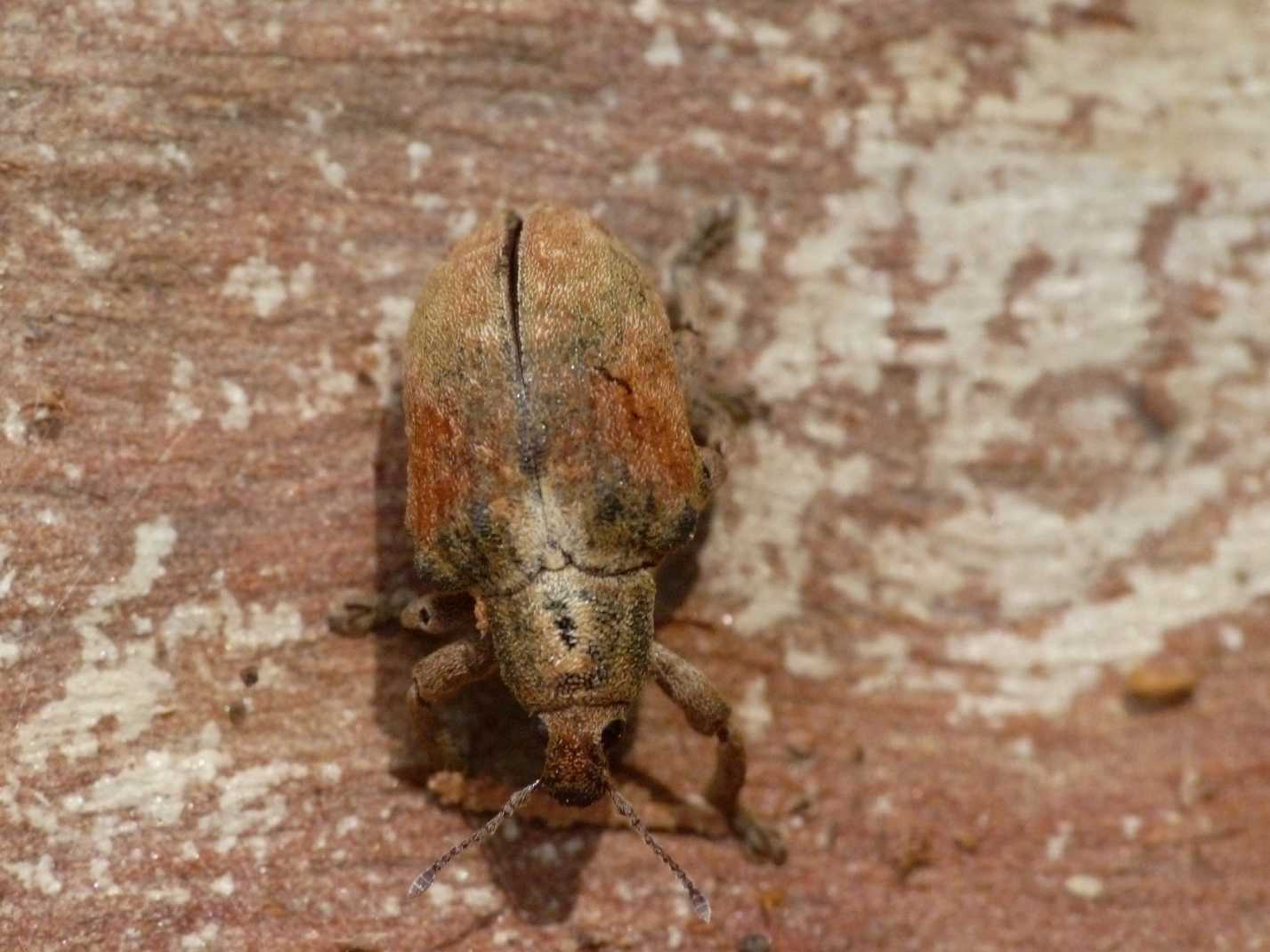 Curculionide vellutato: Gonipterus cf scutellatus